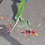 Zbliżenie na leżącą na betonowym chodniku łodygę tulipana otoczoną rozsypanymi, czerwono-żółtymi płatkami kwiatu.